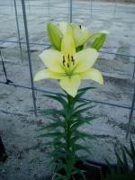 [1644 GerritZalm No02.JPG]